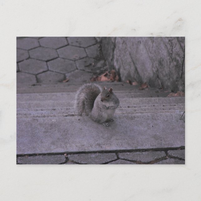 Eichhörnchen Postkarte (Vorderseite)