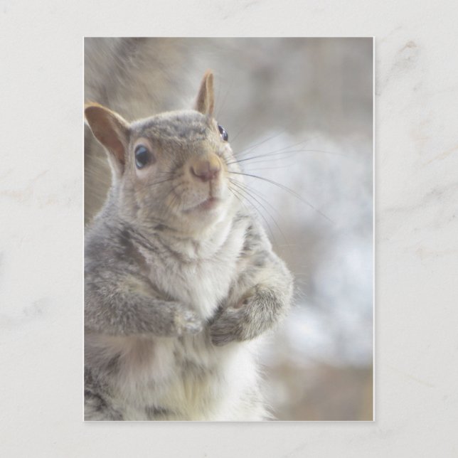 Eichhörnchen Postkarte (Vorderseite)