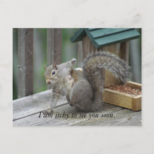 Eichhörnchen Postkarte