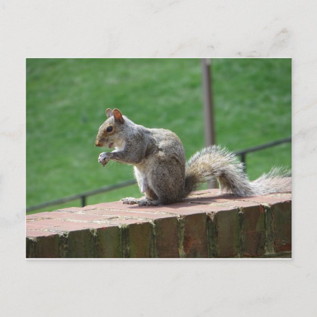 Eichhörnchen Postkarte (Vorderseite)