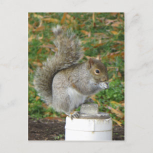 Eichhörnchen Postkarte