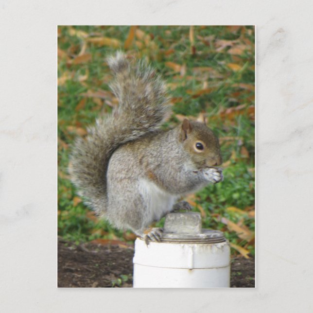 Eichhörnchen Postkarte (Vorderseite)