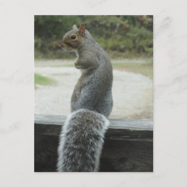 Eichhörnchen Postkarte (Vorderseite)