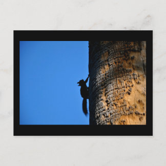 Eichhörnchen Postkarte