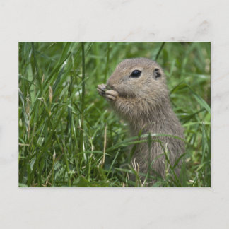 Eichhörnchen Postkarte
