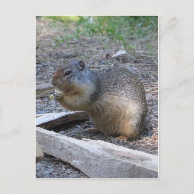 Eichhörnchen Postkarte (Vorderseite)