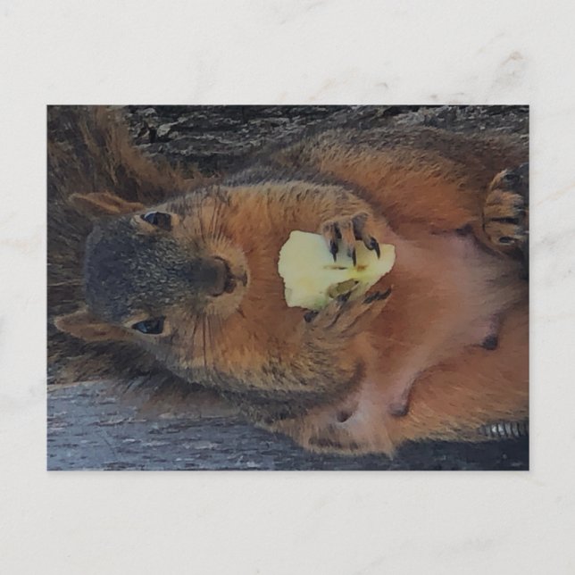 Eichhörnchen Postkarte (Vorderseite)