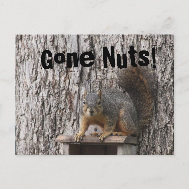 Eichhörnchen-Postkarten Postkarte (Vorderseite)