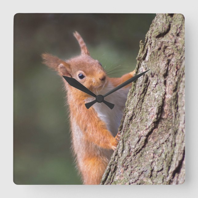 Eichhörnchen Quadratische Wanduhr (Vorderseite)