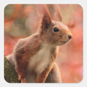 Eichhörnchen Quadratischer Aufkleber