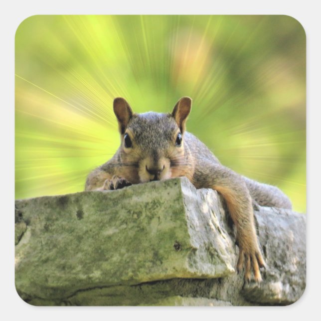 Eichhörnchen Quadratischer Aufkleber (Vorderseite)