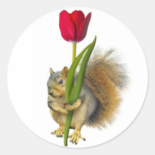 Eichhörnchen Rote Tulip Stickers