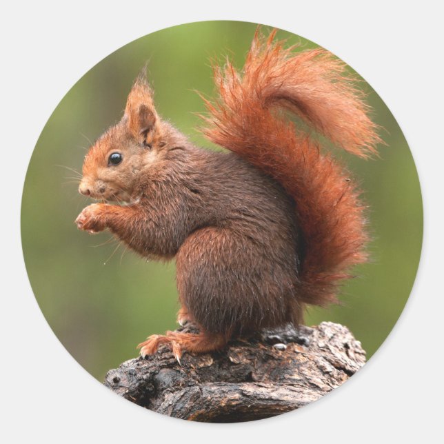 Eichhörnchen Runder Aufkleber (Vorderseite)