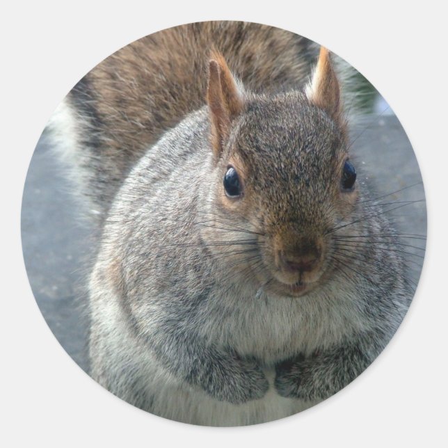Eichhörnchen Runder Aufkleber (Vorderseite)