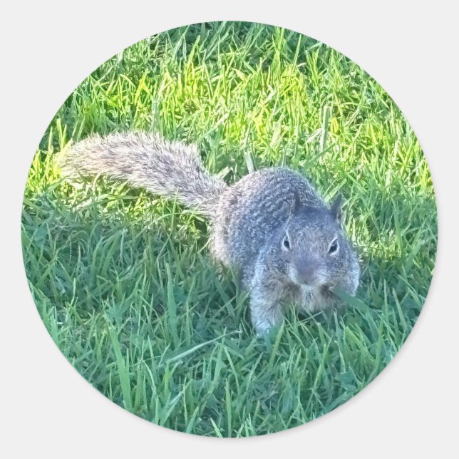 Eichhörnchen (Sciurus carolinensis) Runder Aufkleber (Vorderseite)