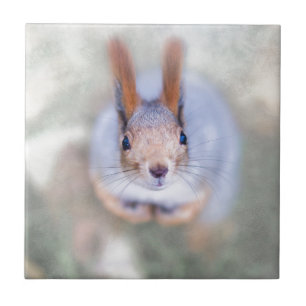 Eichhörnchen sieht dich von unten nach oben an fliese