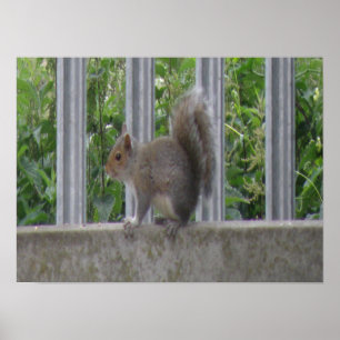 Eichhörnchen sitzt auf dem Zaun Druck Poster
