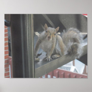 Eichhörnchen sitzt auf einer Stufe Poster