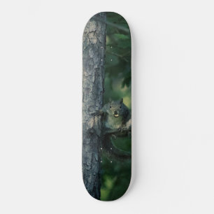 Eichhörnchen Skateboard