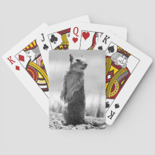 Eichhörnchen Spielkarten