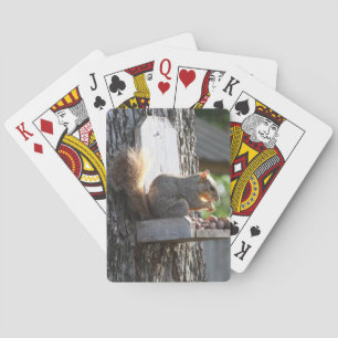 Eichhörnchen Spielkarten