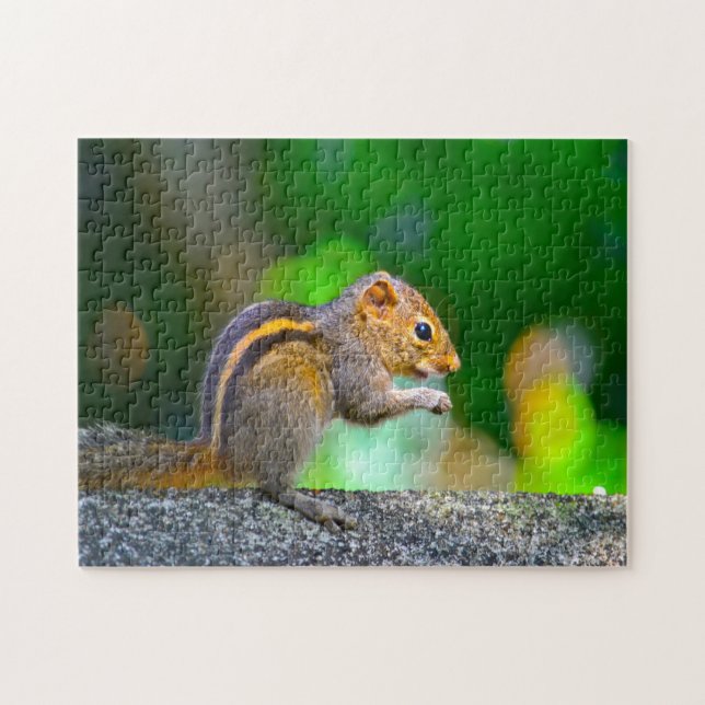 Eichhörnchen Sri Lanka (Horizontal)