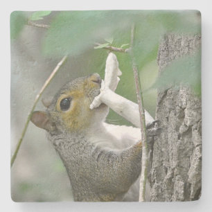 Eichhörnchen Steinuntersetzer