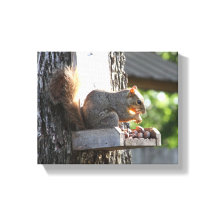 Eichhörnchen Stretched Canvas Print