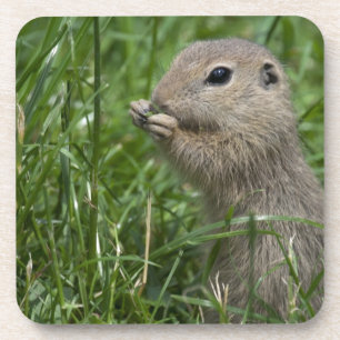 Eichhörnchen Untersetzer