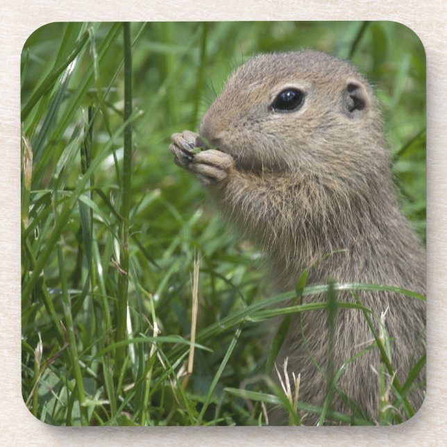 Eichhörnchen Untersetzer (Vorderseite)