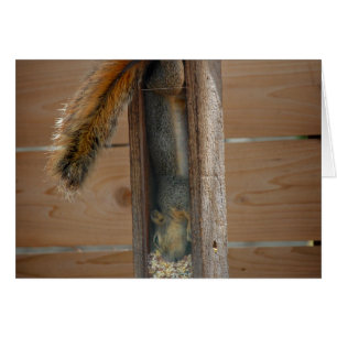 Eichhörnchen-Vogelzuführung