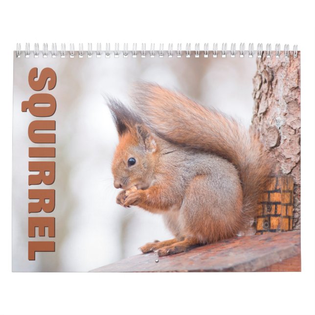 Eichhörnchen-Wall-Kalender Kalender (Titelbild)