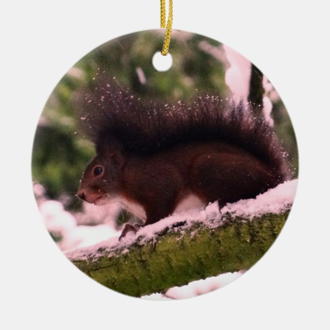 Eichhörnchen Winter Foto Circle Ornament (Vorne)