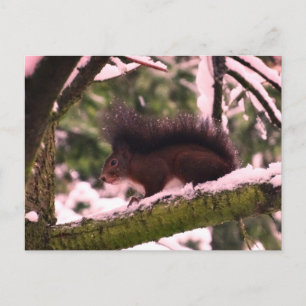Eichhörnchen-Winter-Foto-Postkarte Postkarte