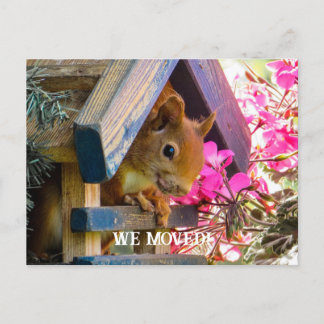 Eichhörnchen Wir haben die Postkarte verschoben