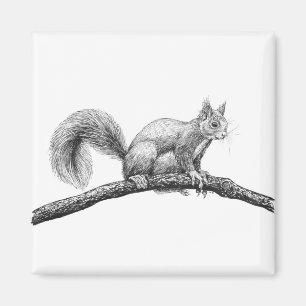 Eichhörnchen zeichnend magnet