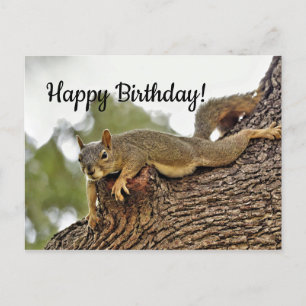 Eichhörnchen zum Geburtstag liegt in einem Baum Postkarte