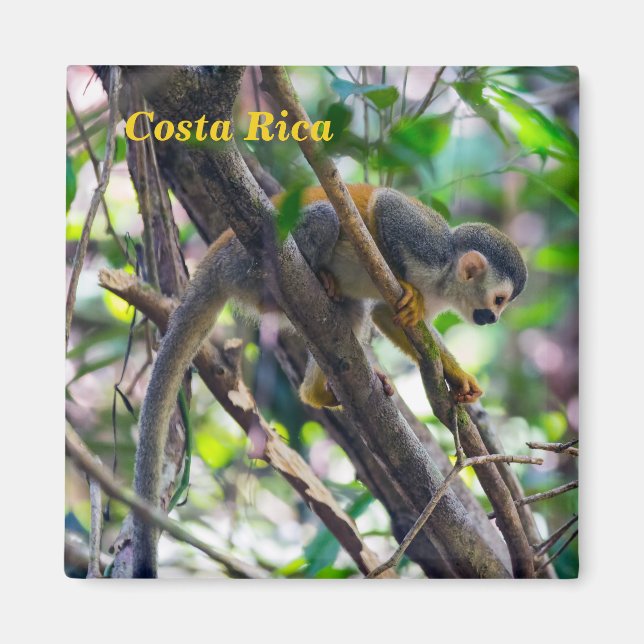 Eichhörnchenaffe Manuel Antonio NP - Costa Rica Magnet (Vorne)