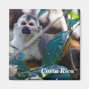 Eichhörnchenaffe Manuel Antonio NP - Costa Rica Magnet