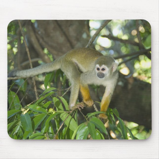 Eichhörnchenaffe (Saimiri sciureus), Rio Mousepad (Vorne)