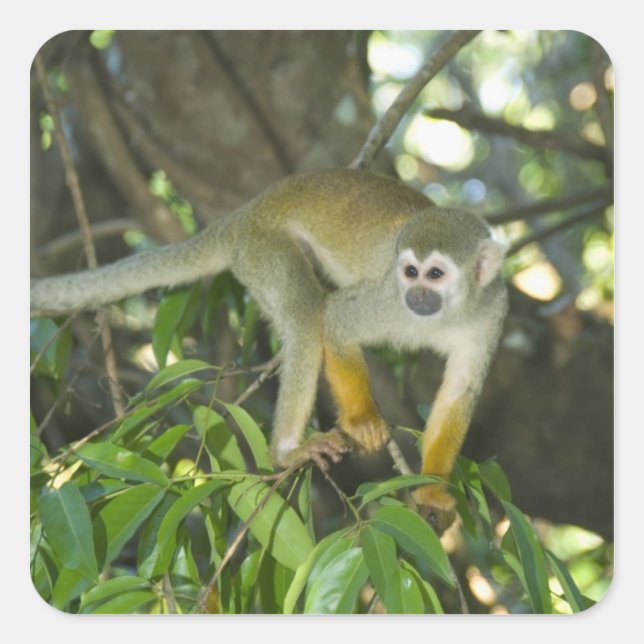 Eichhörnchenaffe (Saimiri sciureus), Rio Quadratischer Aufkleber (Vorderseite)