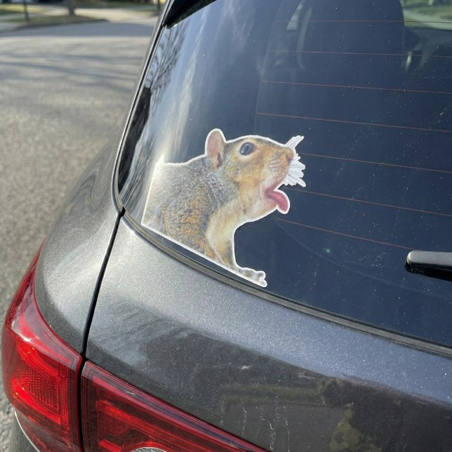 Eichhörnchenaufkleber Aufkleber (Funny Licking Squirrel "Window Licker" Vinyl Sticker)