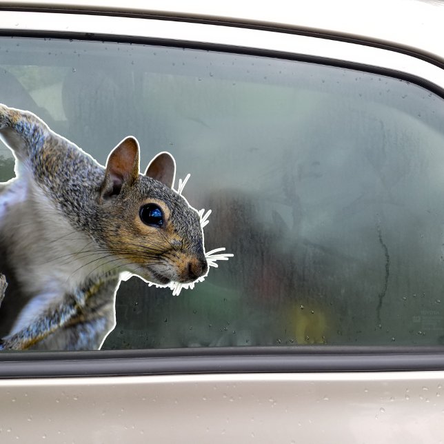 Eichhörnchenaufkleber Aufkleber (Squirrel Sticker)