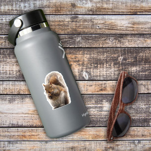 Eichhörnchenaufkleber Aufkleber