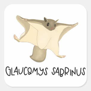 Eichhörnchenaufkleber Quadratischer Aufkleber