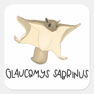 Eichhörnchenaufkleber Quadratischer Aufkleber