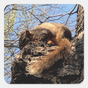 Eichhörnchenaufkleber Quadratischer Aufkleber