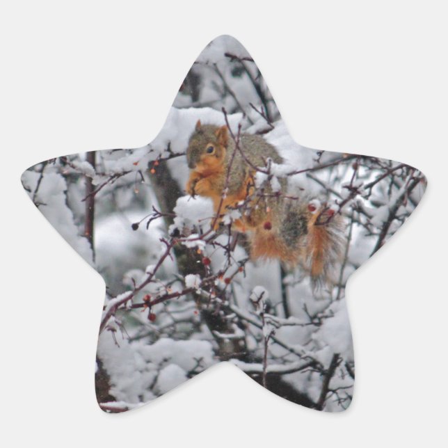 Eichhörnchenbaum Stern-Aufkleber (Vorderseite)