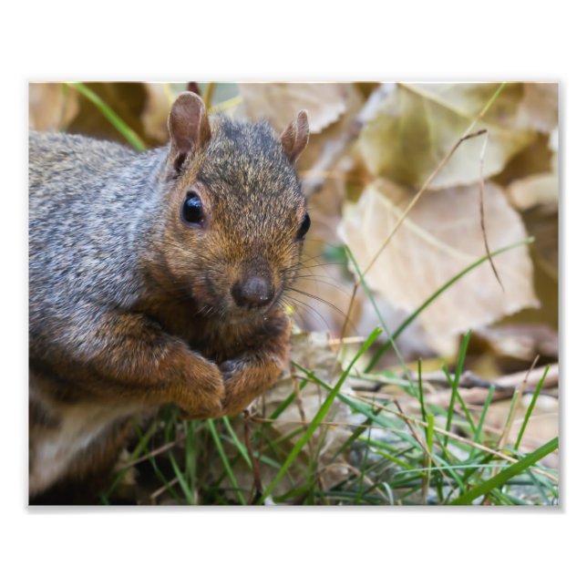 Eichhörnchenfotografie Print Fotodruck (Vorne)