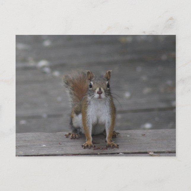 Eichhörnchenkarte Postkarte (Vorderseite)